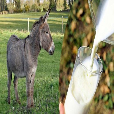 White Donkey Milk