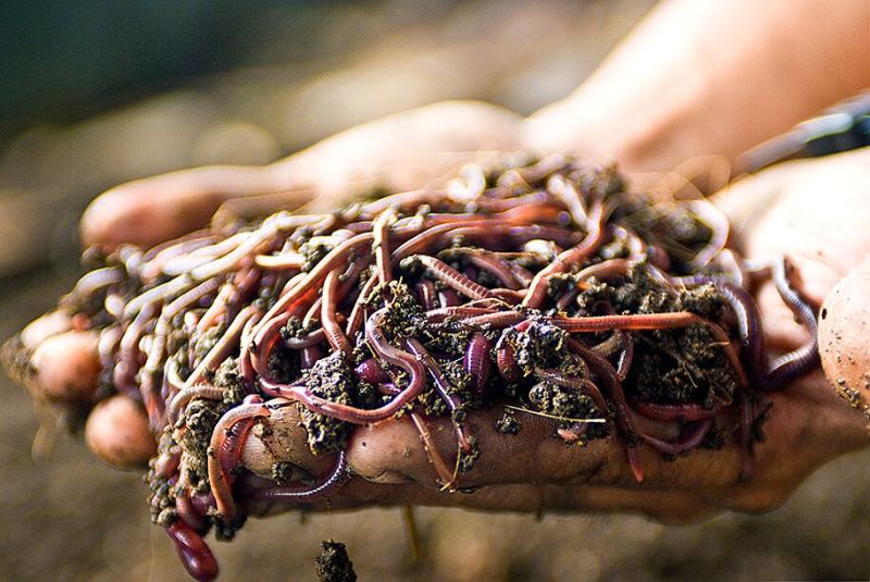 Virinchi Organics Red Brown Live Earthworm, Packaging Size : 5Kg, 25Kg