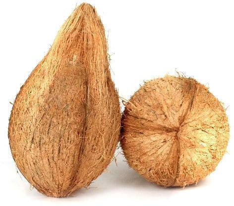 Hard Organic Semi Husked Brown Coconut, for Pooja, Medicines