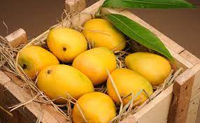 Yellow Organic fresh mangoes, for Human Consumption, Packaging Size : 15kg