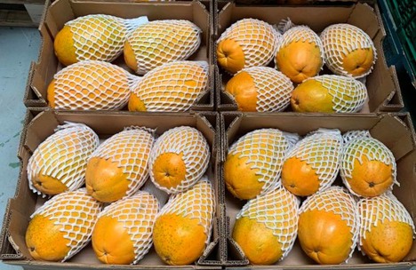 Organic papaya fruit, Packaging Size : 5 Kg