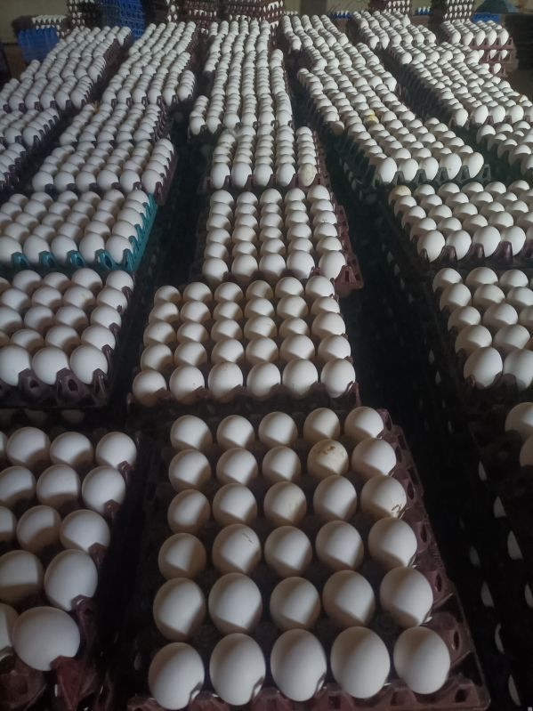 Chicken egg, for Bakery, Cooking, Packaging Type : Poultry Trays