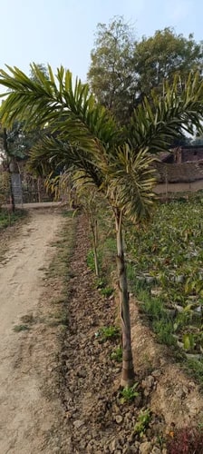 Green Organic Fishtail Palm Plants, for Plantation