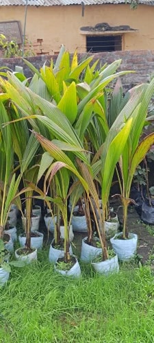 Golden Coconut Plants