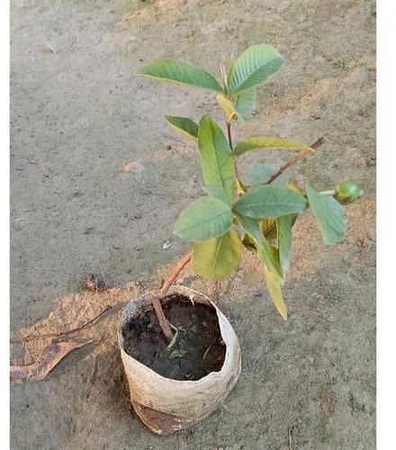 Green Organic Guava Plants, for Plantation, Variety : Allahabad Safeda