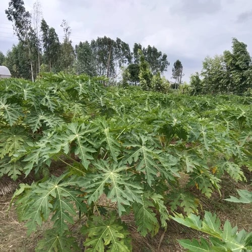 Green Organic Honeydew Papaya Plants