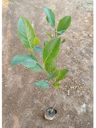 Organic Java Plum Plants, for Plantation, Color : Green