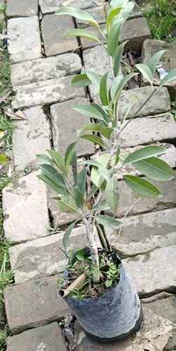 Green Organic Kirthubarthi Chiku Plants, for Plantation