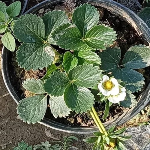 strawberry plants