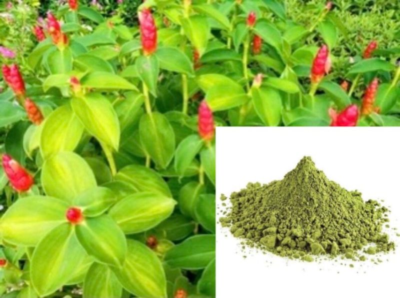 Costus Igneus Powder, Packaging Type : Plastic Bag