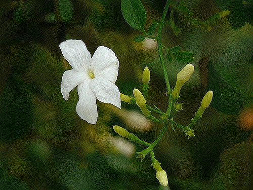 White Natural Mullai Flower, for Decorative, Style : Fresh