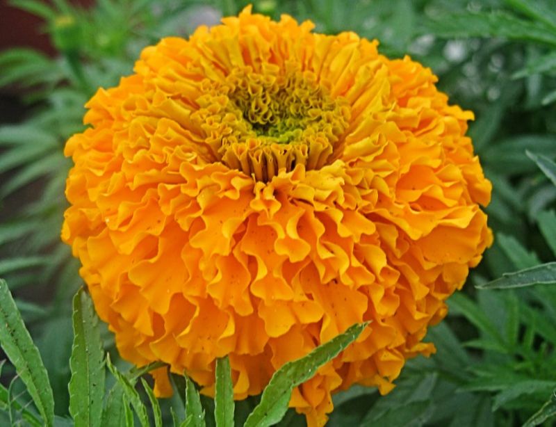 Natural Orange Marigold Flower, Packaging Type : Jute Bags