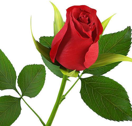 Natural Red Rose Flower, for Decoration, Gifting, Style : Fresh