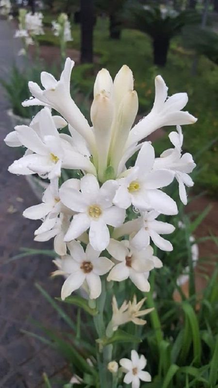 White Sampangi Flower, Style : Fresh