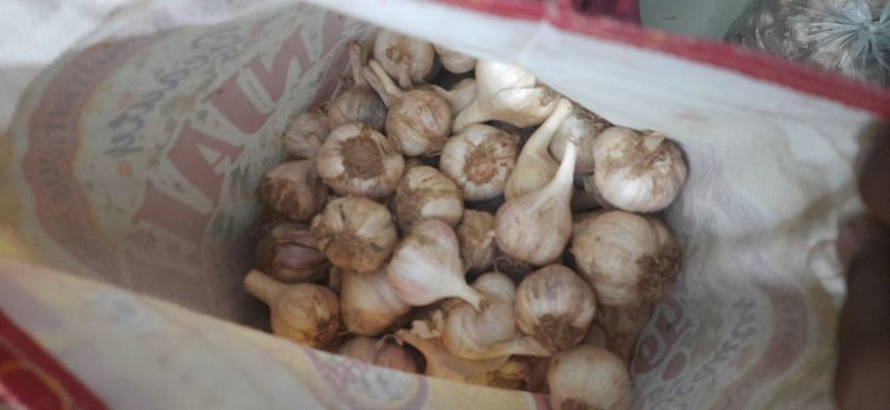 Garlic, Storage Tips : Store In Dry Place