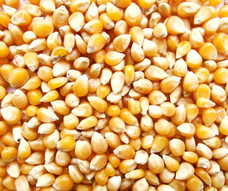 Common yellow maize, for Animal Feed, Flour, Cattle Feed, Food Grade Powder, Style : Dried