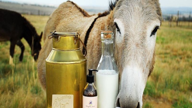 Donkey milk, Purity : 99.9%