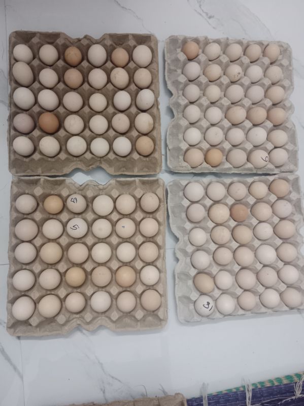 Country chicken eggs, for Meat, Style : Fresh