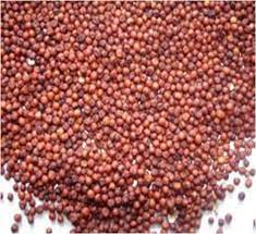 Red Natural Dried Ragi Finger Millet, for Cooking, Cattle Feed, Packaging Type : Gunny Bag, PP Bag