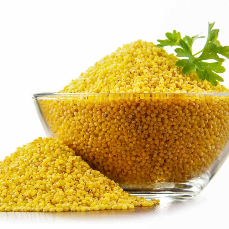 Yellow Common Natural Proso Millet, for Cooking, Cattle Feed, Variety Dried at Best Price in