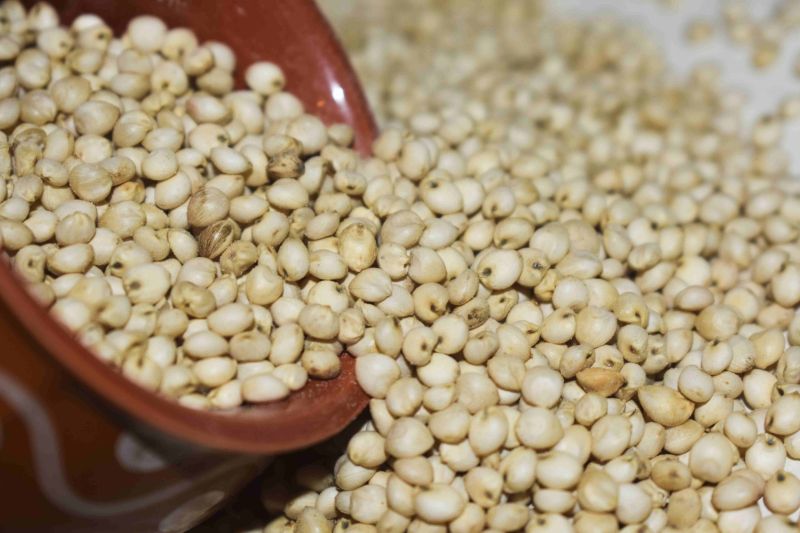 Sorghum Millet