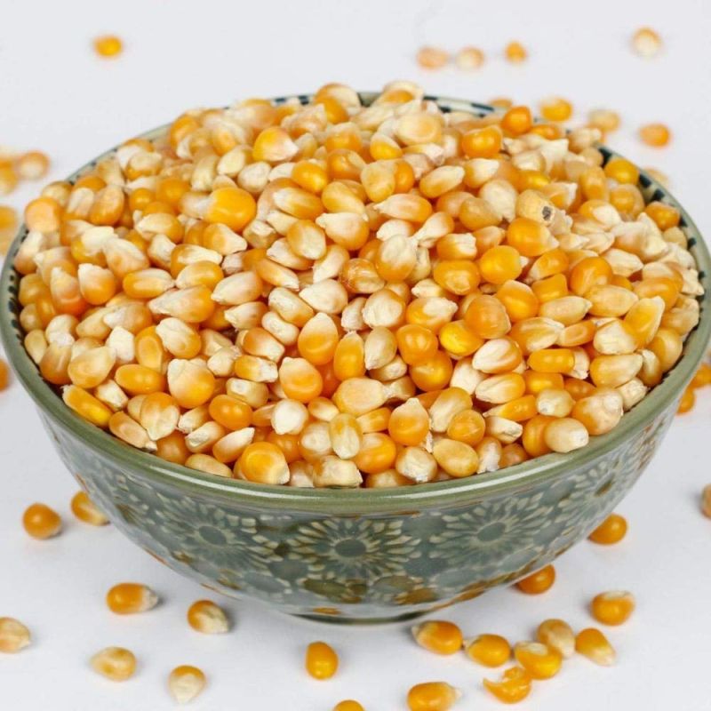 Common Yellow Maize Grain, for Animal Feed, Cattle Feed, Human Consumption, Style : Dried