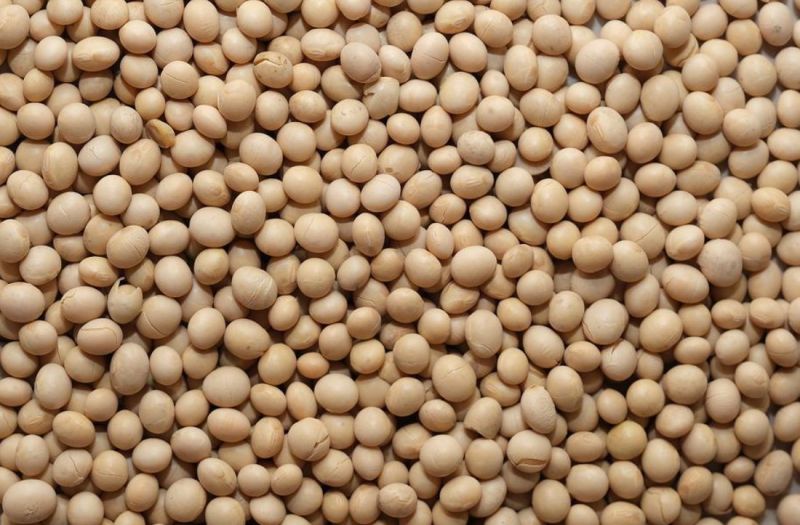 High Protein Quality Soybean Meal / Soya Bean Meal for Animal Feed Factory Prices