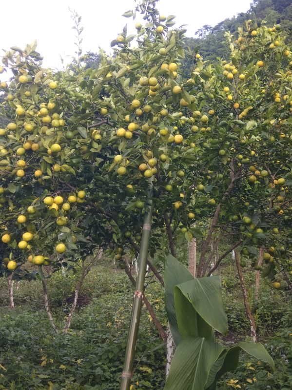 5 years old kachai lemon plant, Feature : Non Harmful