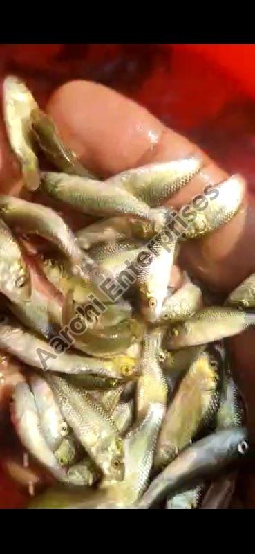 Rahu fish seed, Feature : High In Protein