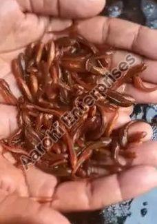 1 Inch Murrel Fish Seed, Packaging Type : Box