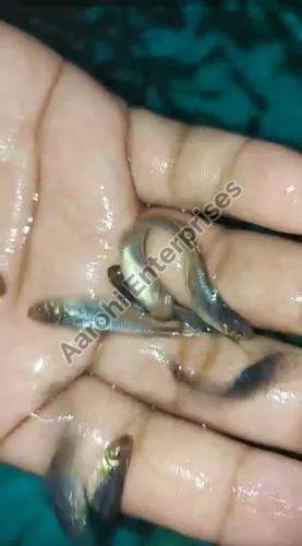 1 Inch Pangas Fish Seed