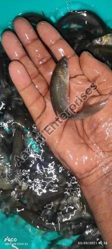 Black Carp Fish Seed, Style : Alive