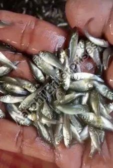 Common Carp Fish Seed, Style : Alive, Canned, Fresh, Frozen, Preserved