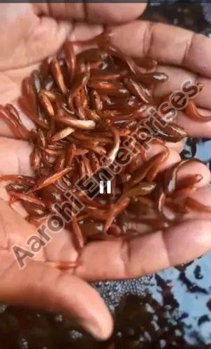 Black Feed Converted Murrel Fish Seed, for farming use, Certification : eic
