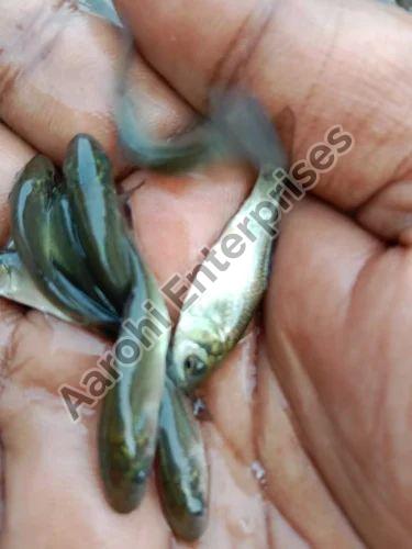 Cyprinus Fish Seeds, Style : Alive