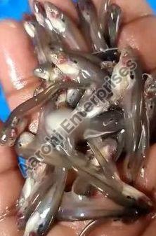 Pabda Fish Seeds, Style : Alive, Canned, Fresh