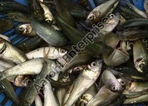 rahu fish seeds