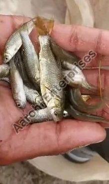 Rohu Imc Fish Seeds, Style : Alive, Canned, Fresh