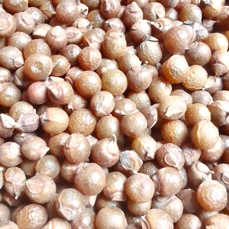 Dry Soapnut