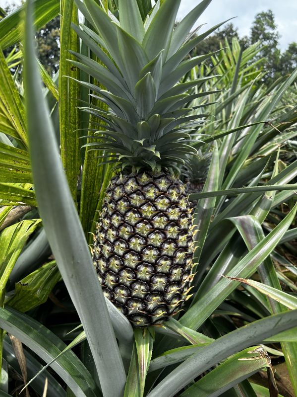Fresh Pineapple, For Juice