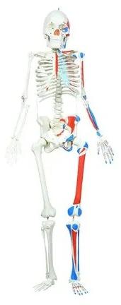 White Human PVC Skeleton Model, Size : 5.5 Feet