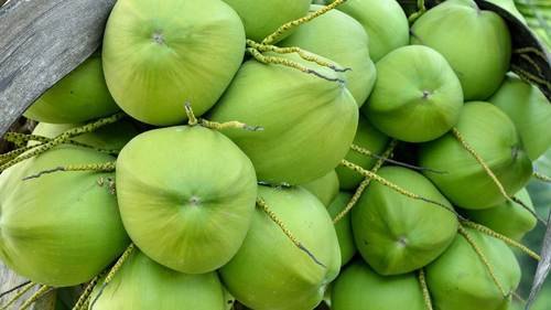 fresh tender coconut