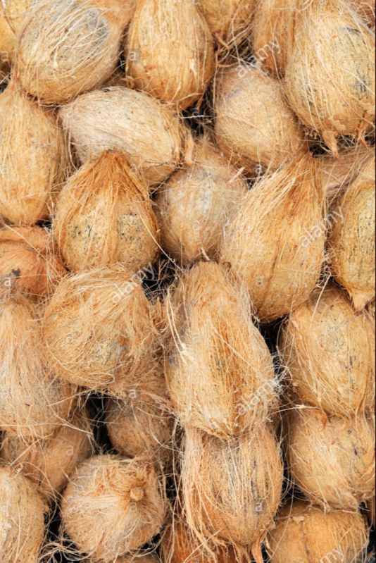 Fully Husked Hard Natural Raw Coconut, for Pooja, Medicines, Cosmetics, Cooking, Coconut Size : Medium