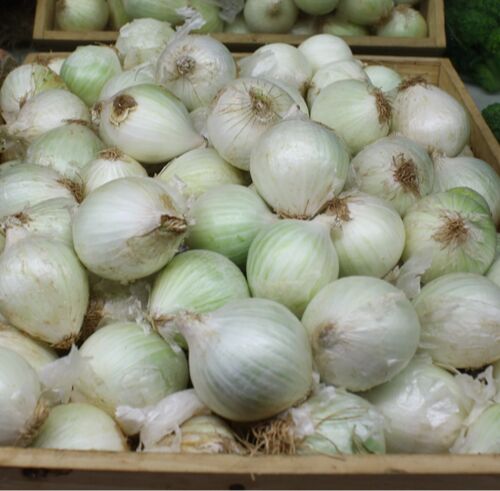 Natural White Onion, for Cooking, Feature : Hygienic
