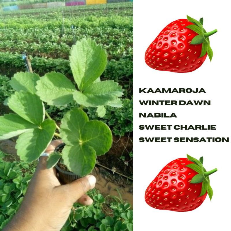 Strawberry plants, Packaging Type : Plastic Bag