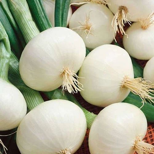 Fresh White Onion, for Snacks, Fast Food, Cooking, Packaging Type : Net Bag