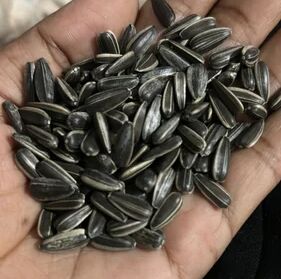 Black Sunflower Seed, For Oil Making, Style : Roasted, Raw, Natural, Dried
