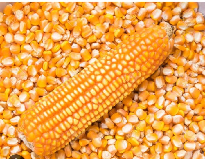 Common maize seed, Size : 60 kg bag