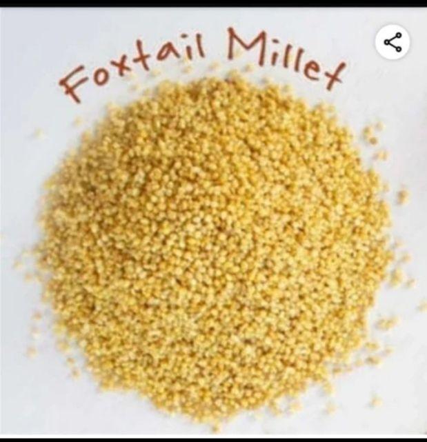 Yellow 30 kg organic foxtail millet, for Food, Speciality : Gluten Free