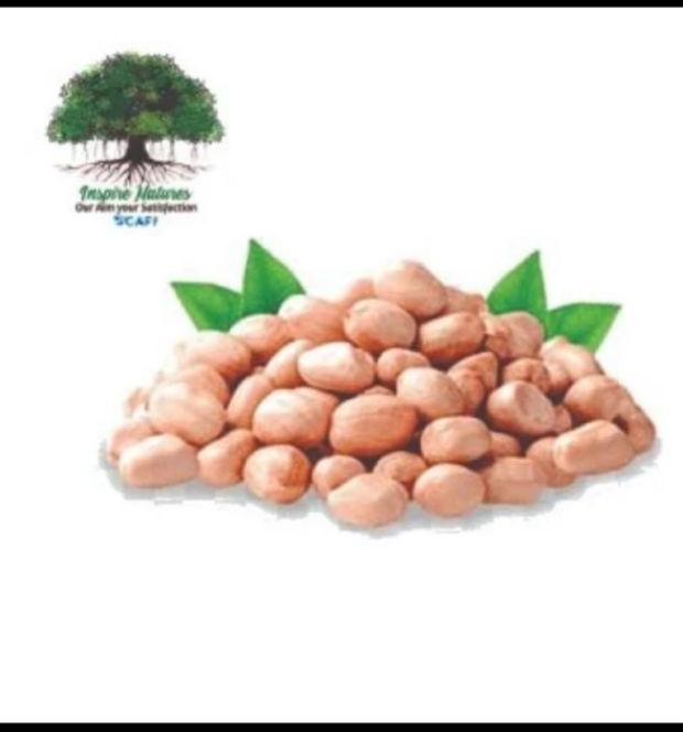 Scafi Peanut Seeds, for Food, Gender : 4 grad